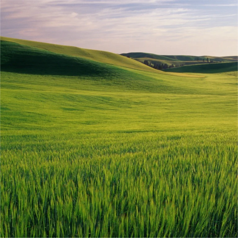 A lush green wheat field stretches out to rolling hills under a partly cloudy sky, creating a peaceful rural landscape.