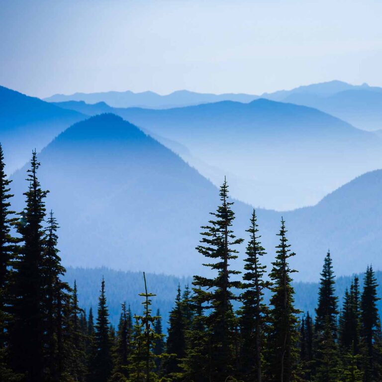Forest with mountains in the pacific northwest