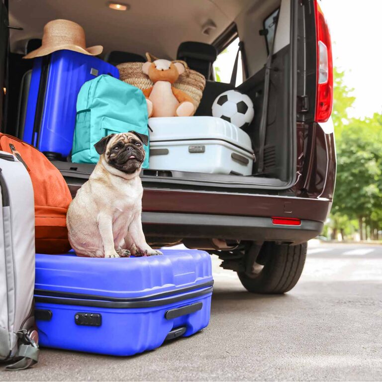 Pug getting ready for a trip